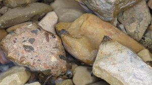 Маленькие крабы 🦀, Чёрное море, Геленджик, видео от 2 сентября 2024 г.