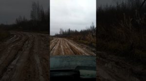 Дорога домой. Новгородская область, Чудовский район