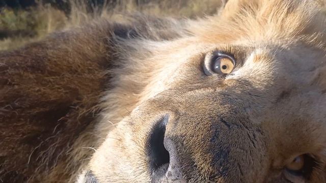 Посмотри в глаза: лев Бестфренд \ Look into the eyes: lion Bestfriend