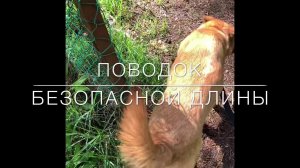 Собака бросается на машины.С Вами Наталья Севостьянова