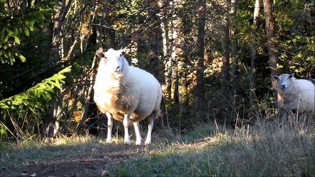 Canon PowerShot A1200 - Filming Test смотреть онлайн