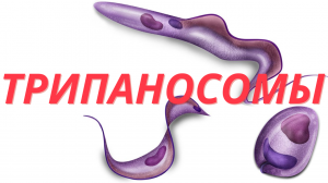 Род Трипаносомы (Trypanosoma) Трипаносомы - Облигатные Паразиты / Паразитизм