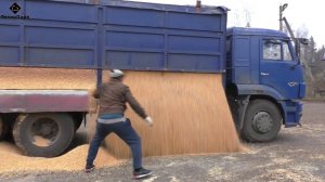 Два камаза привезли новую партию зерна кукурузы