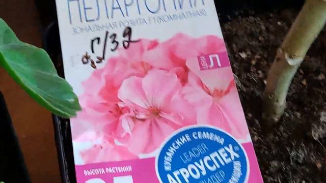 Пеларгония из семян через 10 месяцев. Ч 5. смотреть онлайн