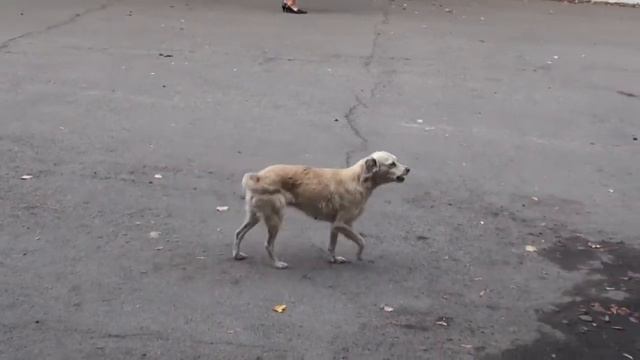 Собака чувствует музыку.mp4 смотреть онлайн