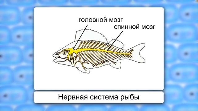 Нервная система. Видеоурок по биологии 7 класс