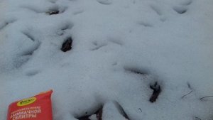 КАКИЕ УДОБРЕНИЯ РАЗБРАСЫВАЕМ ПО СНЕГУ ВЕСНОЙ. НЕ УПУСТИТЕ ВАЖНУЮ ПОДКОРМКУ ПОЧВЫ..