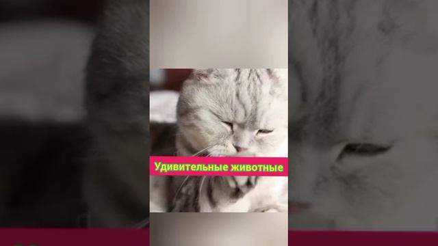 Кошка наводит чистоту