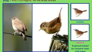 Крапивник. 1 часть Настоящие крапивники. Голоса птиц