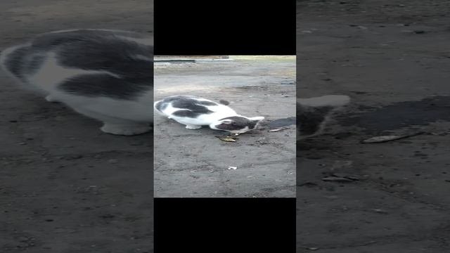 У Васьки шикарный обед