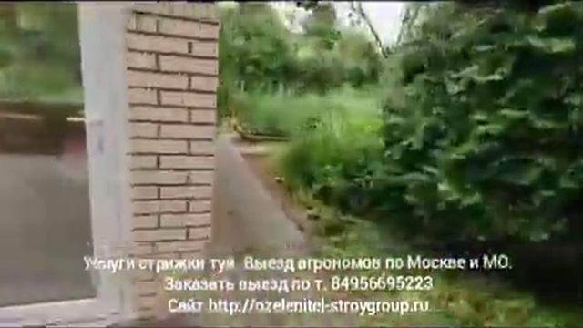 Заказать услуги стрижки старых туй. Выезд агрономов по Москве и МО. Звоните прямо сейчас!