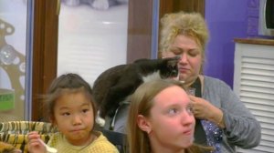 люди и кошки - София Петрова - ВГИК (мастерская Б.Я. Караджева, Е.И. Резникова)