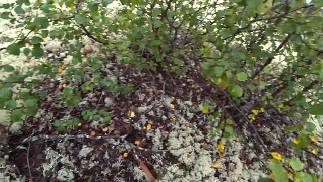 СТОЛЬКО ГРИБОВ Я ЕЩЕ НЕ ВИДЕЛ / БЕЛЫЙ ГРИБ И ПОДОСИНОВИК / СОБИРАЕМ ГРИБЫ В ТУНДРЕ смотреть онлайн