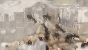 СЕНСАЦИЯ !!! У Lasius Niger личинка превратилась не в кокон , а в куколку !