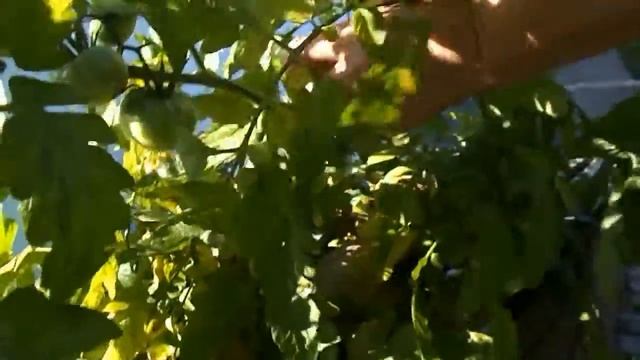 Независимый синьор помидор смотреть онлайн