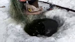 Сети под лед. Рыбалка сетями зимой. Карась в сети