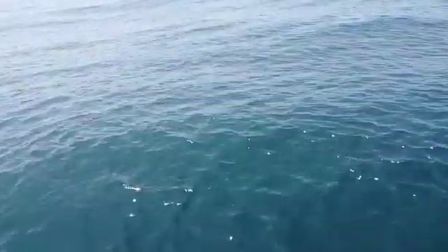 Peregrino (Cetorhinus maximus) en Fisterra. смотреть онлайн