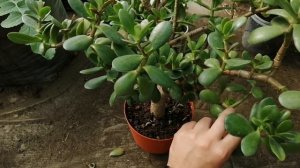 Толстянка: кардинальная обрезка взрослых растений, пересадка молодого