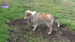 Щенок колли 4 месяца
Collie puppy is 4 months old