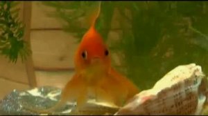 Сказка, для взрослых!