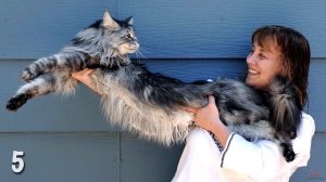 10 крутых кошек, попавших в книгу рекордов Гиннеса