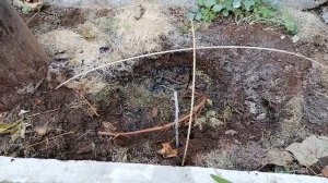 Как укрыть виноград на зиму - простой способ!