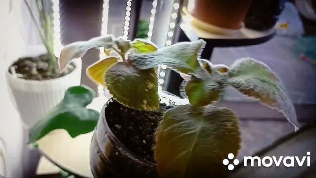 1 февраля у нас снег.Что с крассулой?Другие цветочки.Салат с кр.палочками. смотреть онлайн