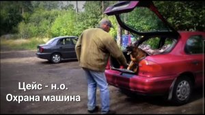 Цейс - немецкая овчарка.
Охрана машины.