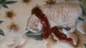 Маха. Слайдшоу под песню "Кошка" группы Ночные Снайперы