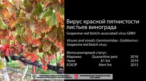 Вирус красной пятнистости листьев винограда (Grapevine red blotch-associated virus)