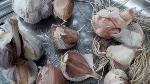 Как отличить чеснок яровой от озимого? Важные отличия!