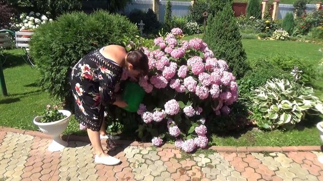 3 лучшие домашние подкормки для ГОРТЕНЗИЙ! Вы сделаете их сразу после просмотра!