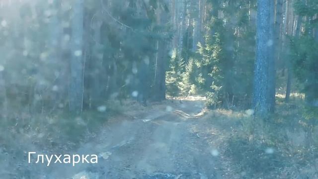 Глухарка в Осинской лесной даче. смотреть онлайн