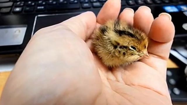 Попугай высадил перепелиное яйцо смотреть онлайн