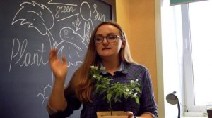 Огород на подоконнике. Как вырастить дома зимой огурцы, помидоры томаты, перцы, баклажаны и зелень.