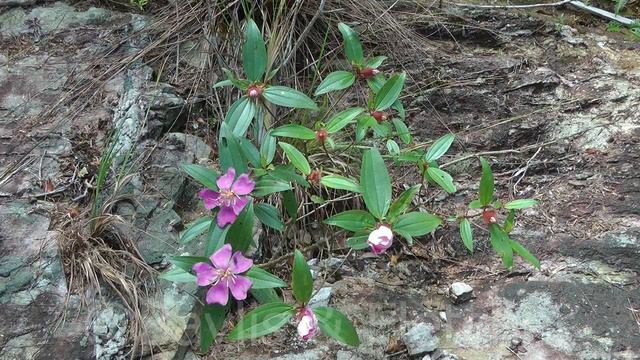 Straits Rhododendron, G. Jerai, Kedah, Malaysia. 20140716_115559.m2ts смотреть онлайн