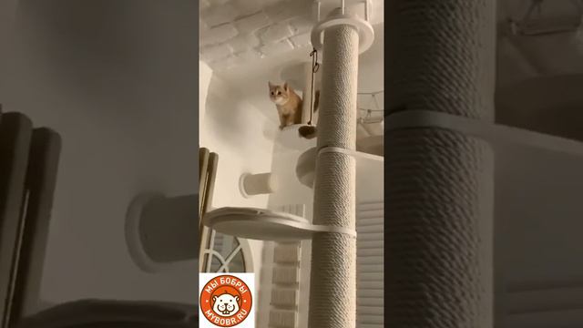 Когда дом полная чаша