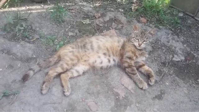 Кошка Матрёшка (13.06.2019) смотреть онлайн