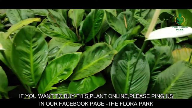 AIR PURIFYING PLANT - PEACE LILY Plant Care & Propagation ||Online Plant Shop