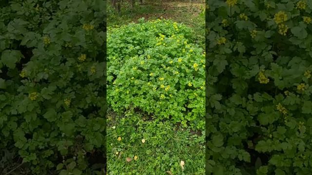 Сидераты. Белая горчица в огороде