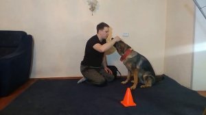 НЕМЕЦКАЯ ОВЧАРКА КАК НАУЧИТЬ СОБАКУ БРАТЬ И ДЕРЖАТЬ ПАЛКУ КОМАНДА АПОРТ ДРЕССИРОВКА СОБАК