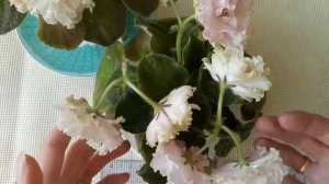 Первое цветение молодой розетки АВ Панакота)