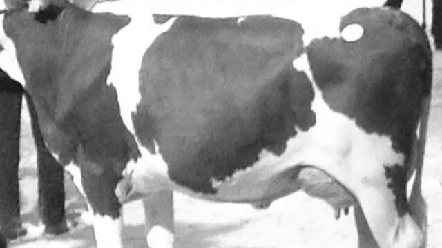 meilleur mamelle umotest 2015 смотреть онлайн