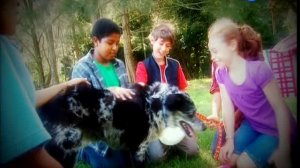 43.В лагере пропала собака