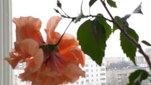 #гибискус / Гибискус ( юлат. Hibiscus Double - Peach) махровый, персиковый. Цветение в апреле