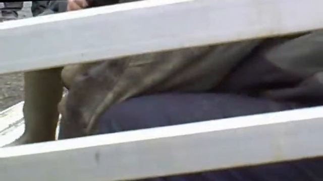 wow cow, how did you get down there? смотреть онлайн