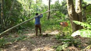 Make banana candy. Robert | Green forest life
