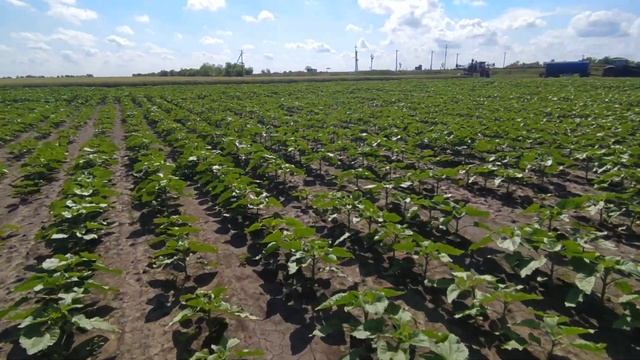 Фунгицидная обработка подсолнуха смотреть онлайн