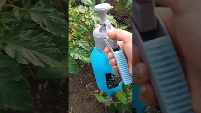 выращивания розового томата смотреть онлайн