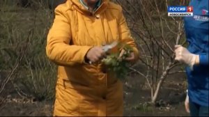 Магония падуболистная. Шубина Людмила Николаевна. Сад Шубиной.